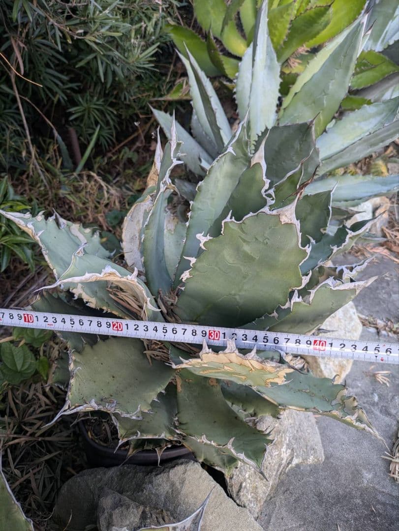 アガベ　オテロイ　超特大　送料込み