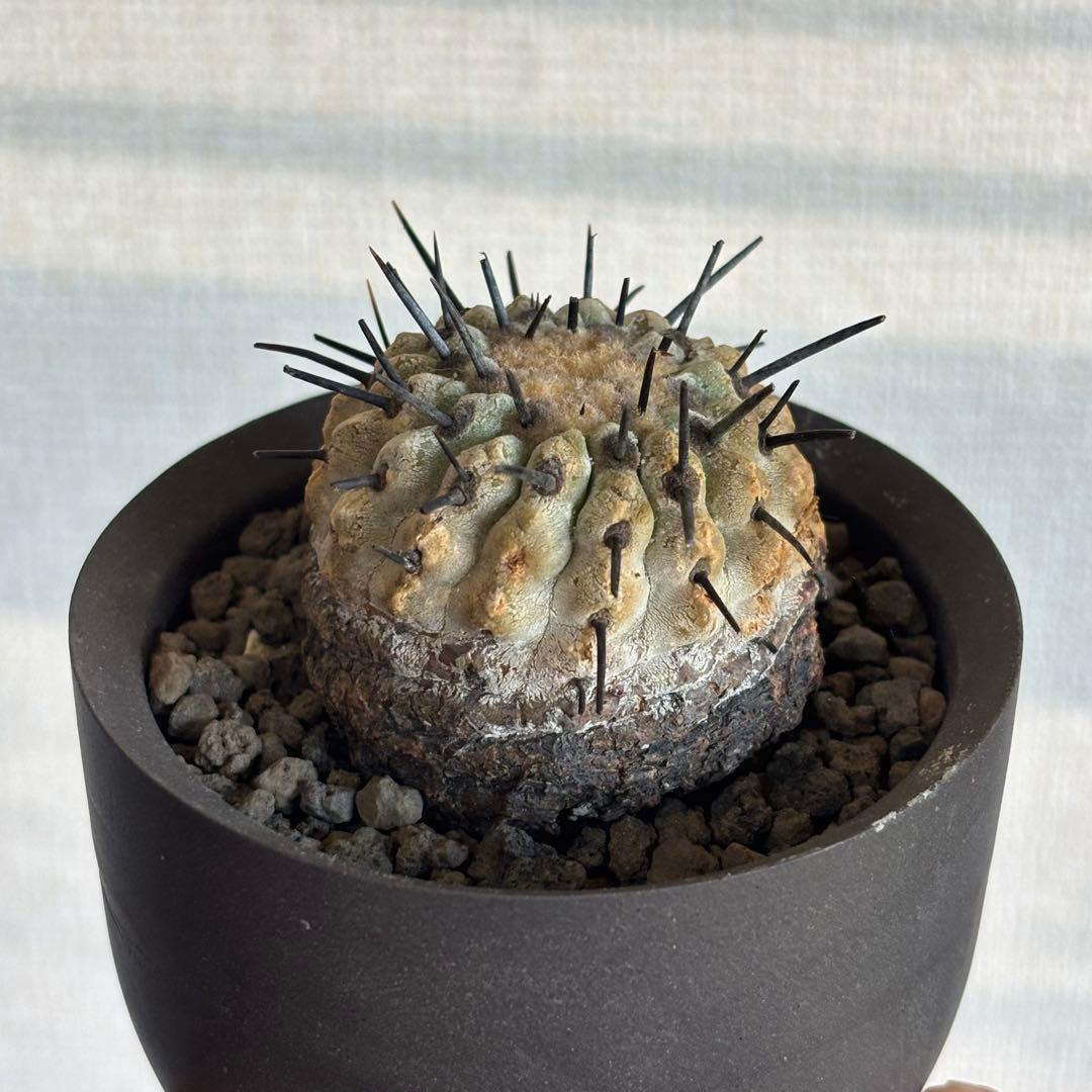 コピアポア シネレア コルムナアルバ　現地球 自根発根済