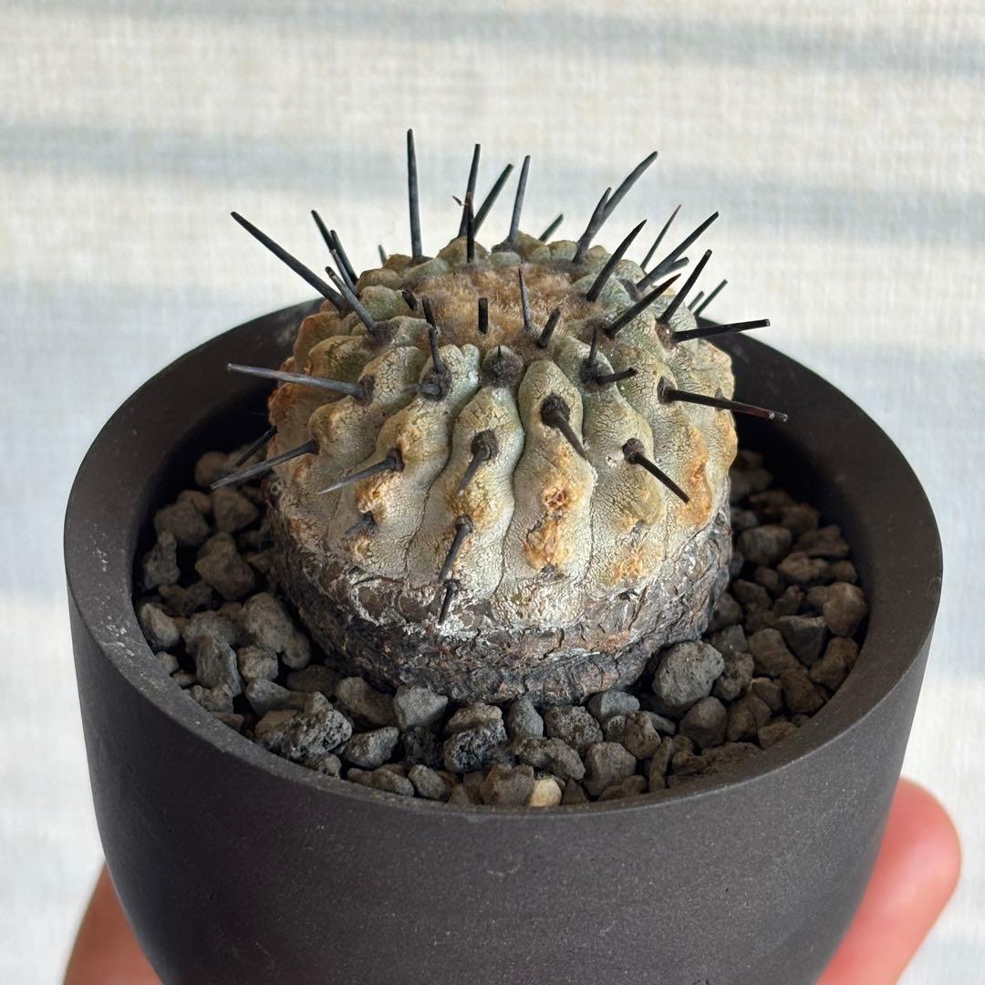 コピアポア シネレア コルムナアルバ　現地球 自根発根済