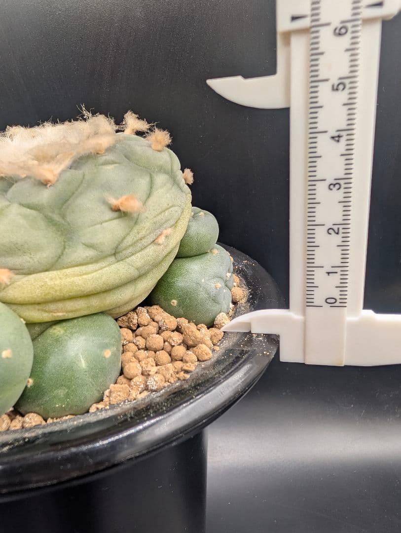 は*く様 銀冠玉 実生 鉢植えメルカリ便送料込み