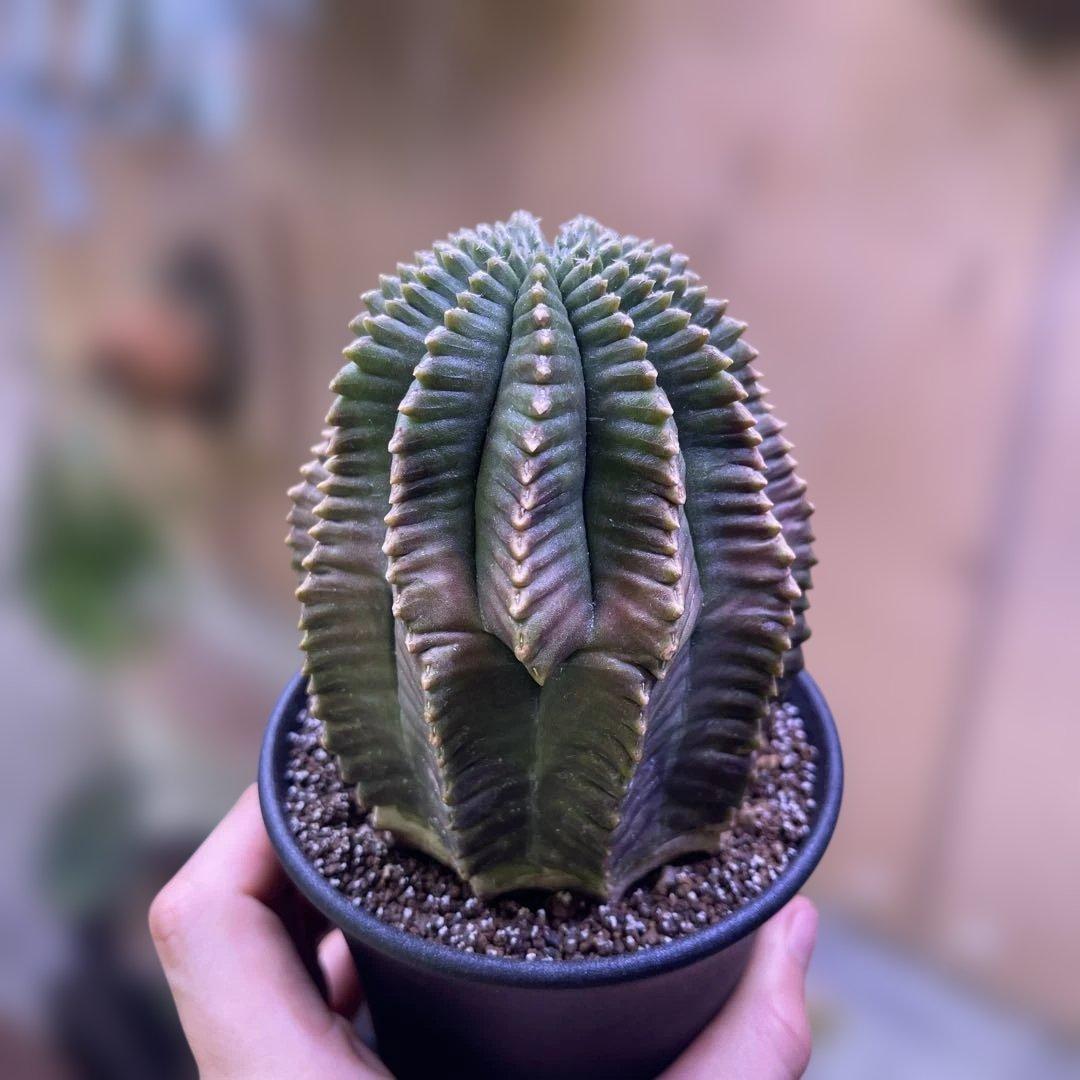 Gymnocalycium mihanovichii 棘無　綴化