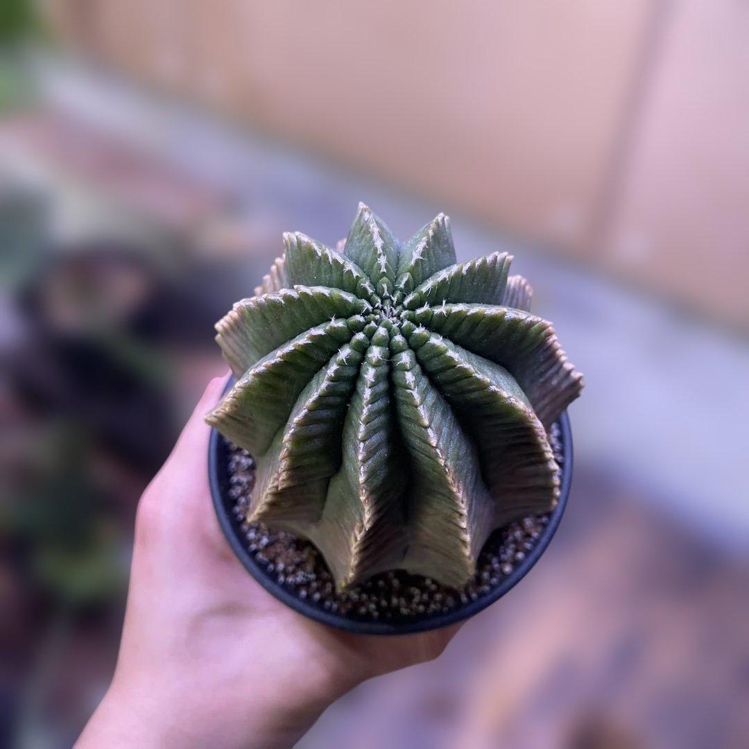 Gymnocalycium mihanovichii 棘無　綴化