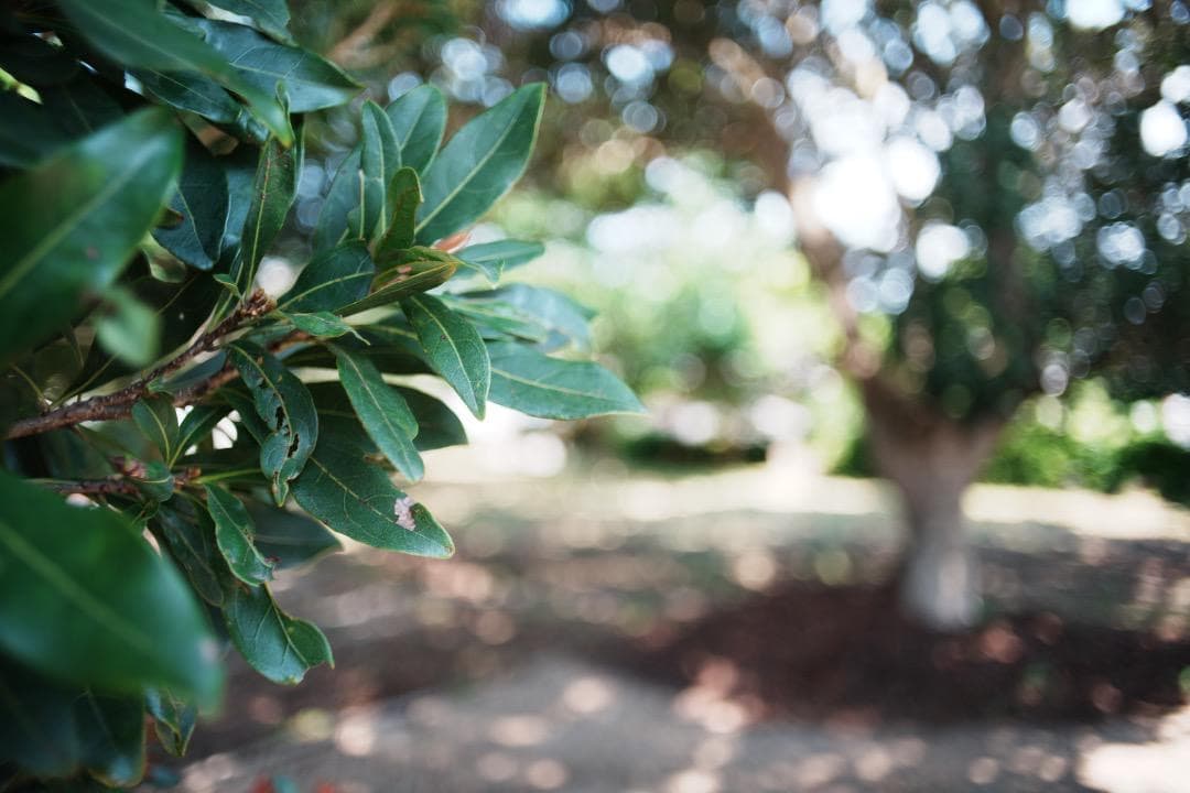 【整備＆テスト済】SMC PENTAX-M 28mm F2.8 単焦点 827