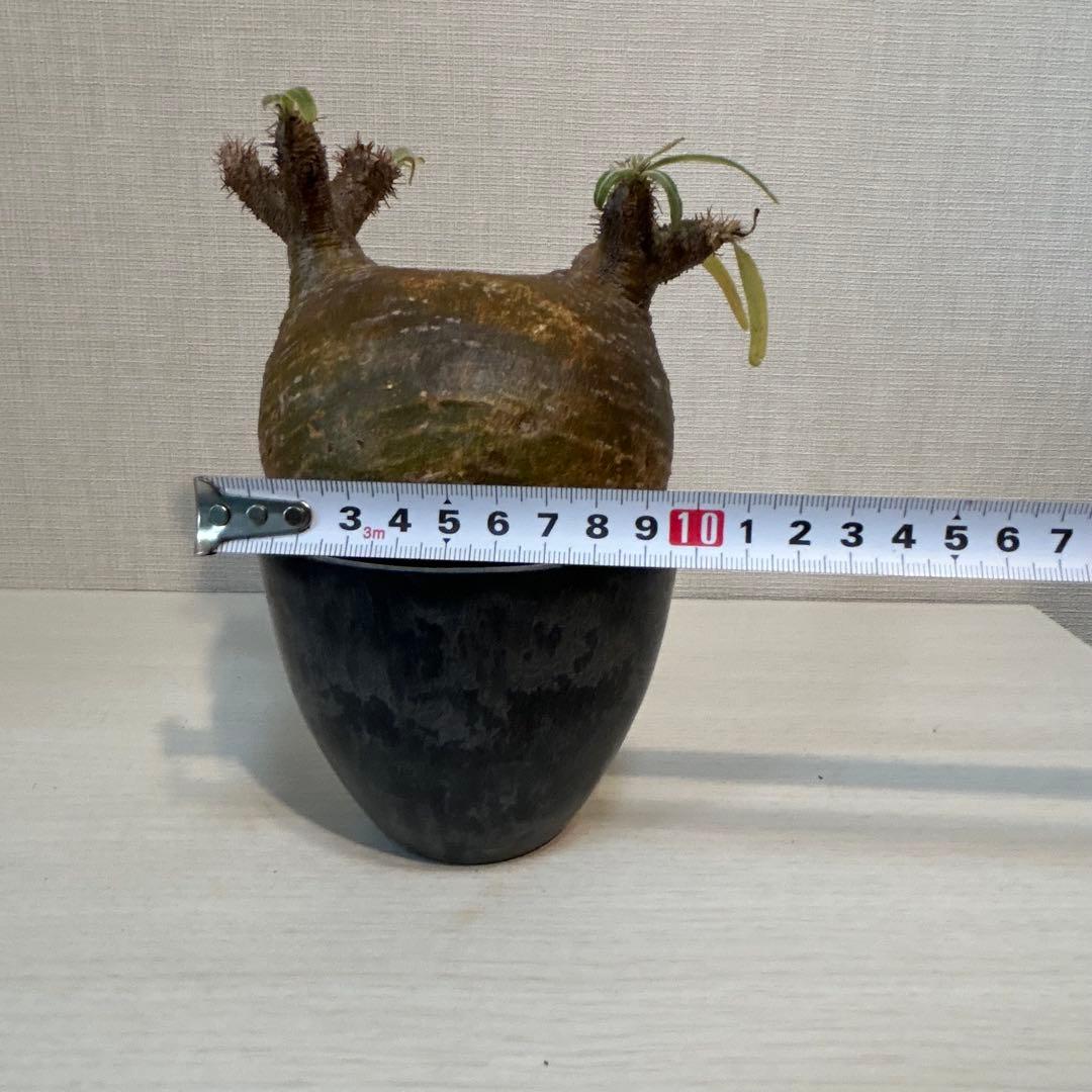 【美株・低重心】パキポディウム・グラキリス　現地球　発根済み