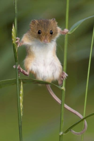 カヤネズミの゙巣　6個セット