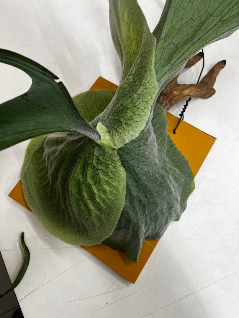 ビカクシダ　コウモリラン　グランデ