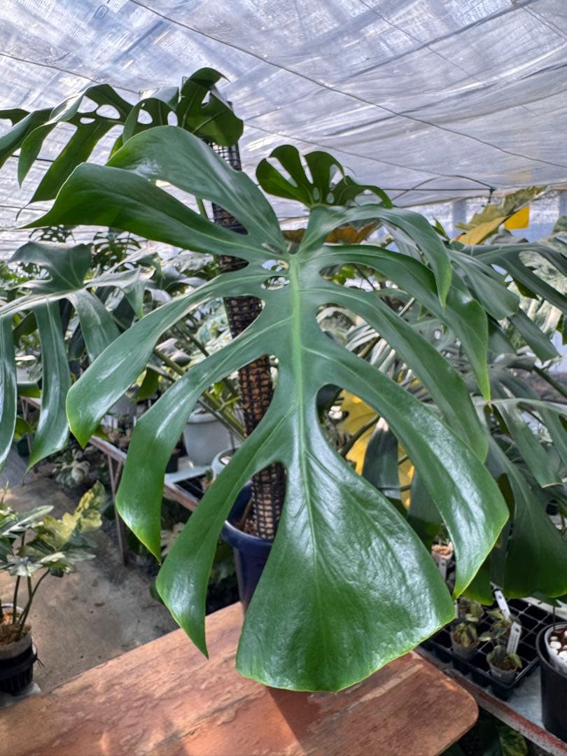 モンステラ　オリジナル　ブラジリアンフォーム　巨大株