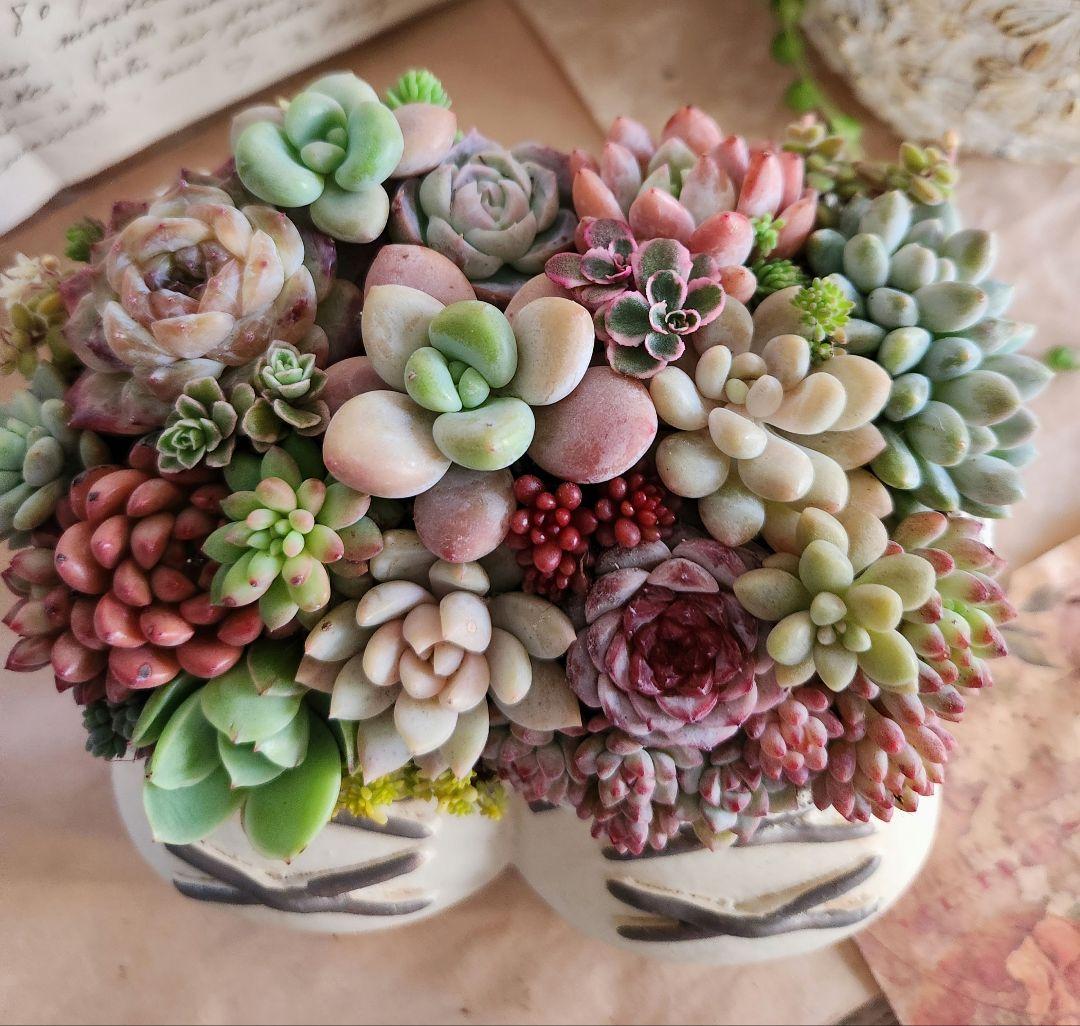 多肉植物寄せ植え