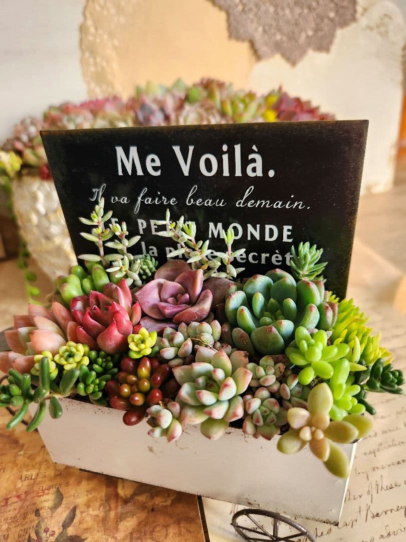 多肉植物寄せ植え