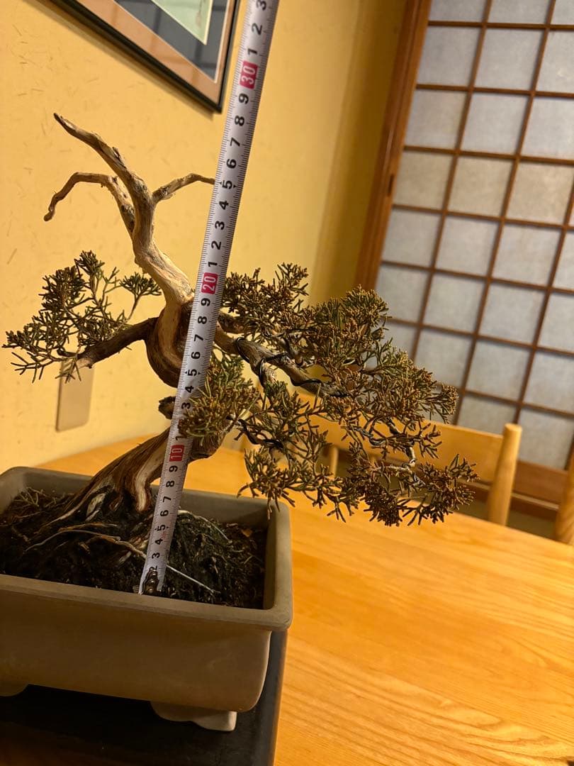 真柏盆栽❗️フォロワー様180人記念！❗️太木❗️値下げ！早い者勝ち。