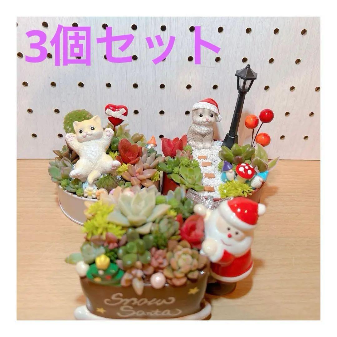 メルカリ便♫多肉植物寄植え♫そのまま飾れる♫ねこちゃんセットChristmas