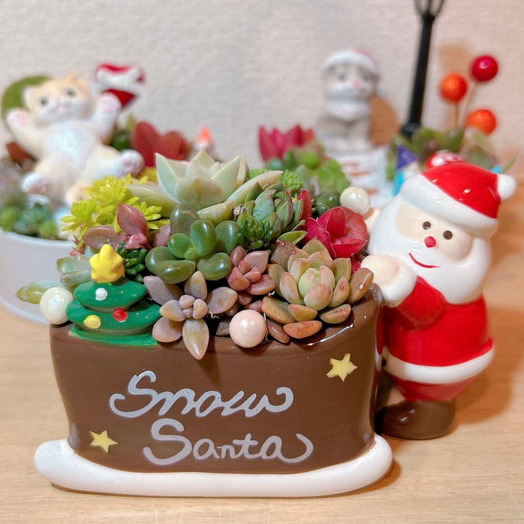 メルカリ便♫多肉植物寄植え♫そのまま飾れる♫ねこちゃんセットChristmas