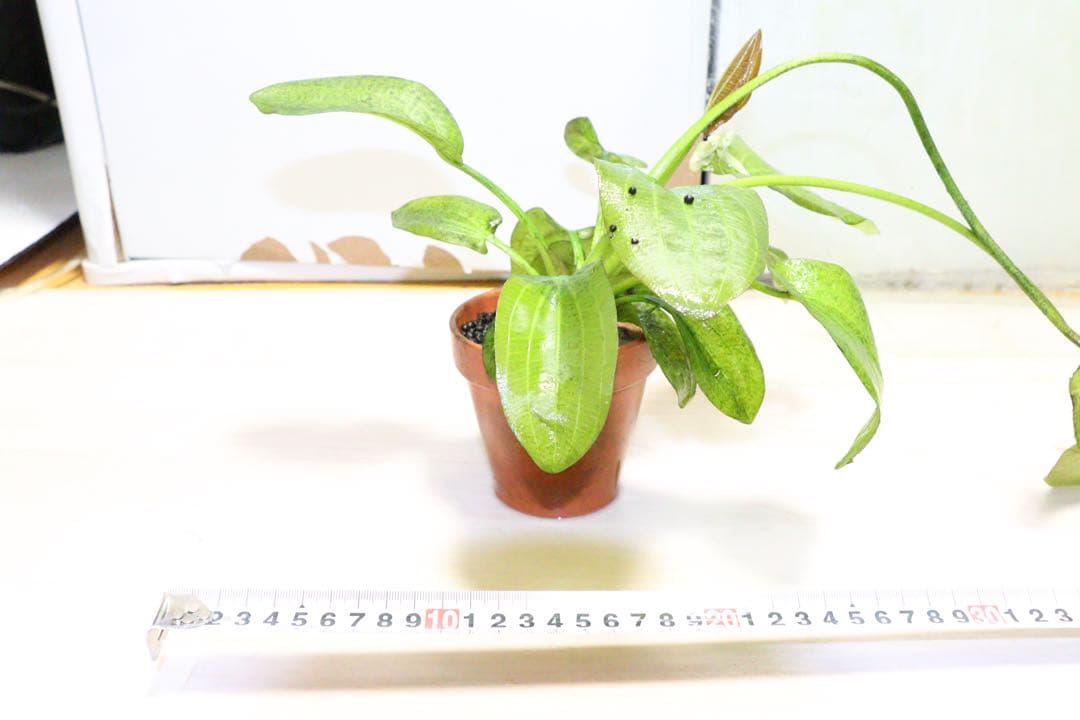 エキノドルス　sp イグアスもしくはオパクスどちらか不明2株◆