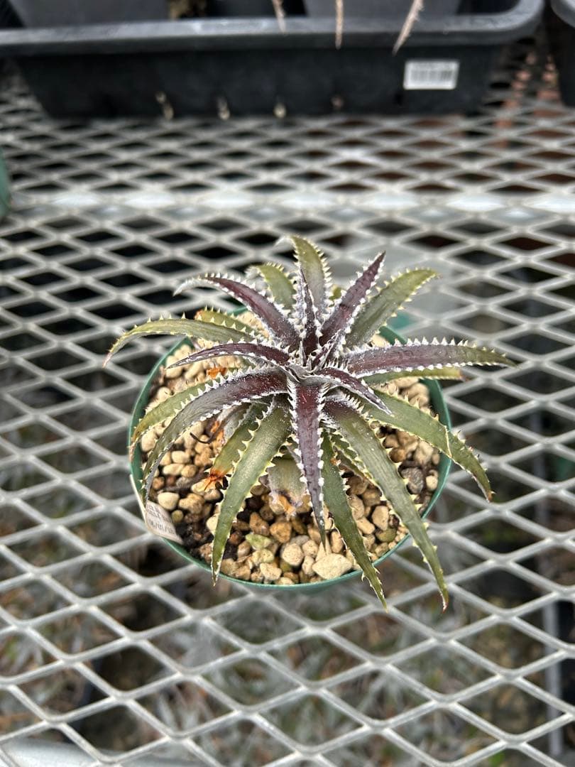 DBディッキア Dyckia Bill Baker hybrid #234