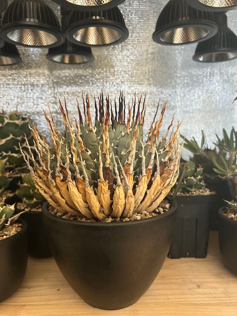 アガベユタエンシスエボリスピナ陽炎　子株付き