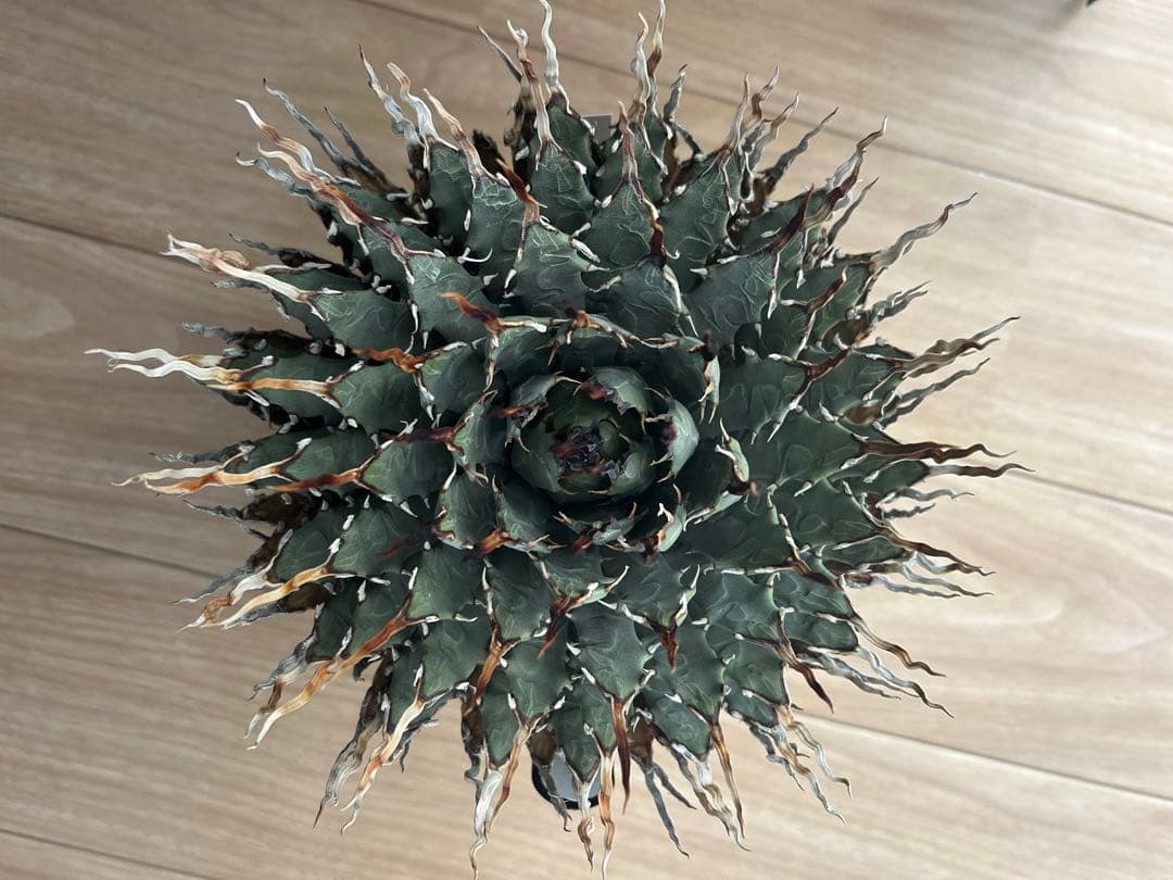 アガベユタエンシスエボリスピナ陽炎　子株付き