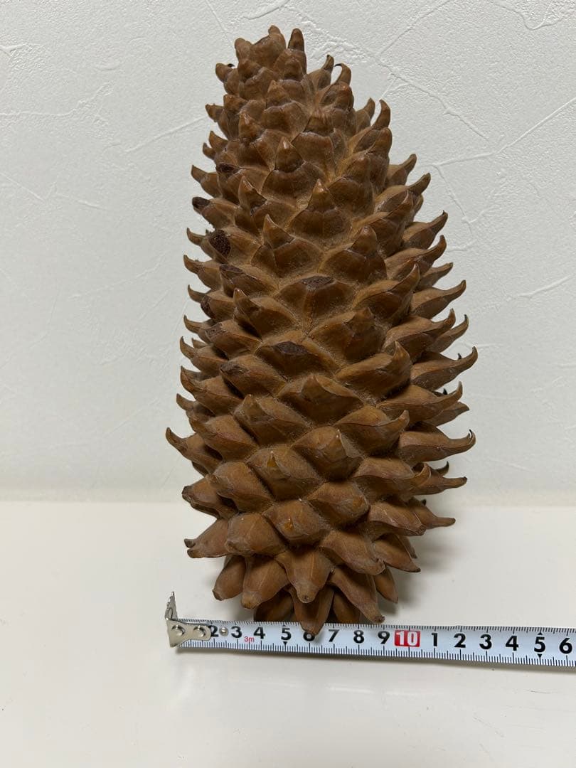 ニュージーランド産　松ぼっくり 約25cm
