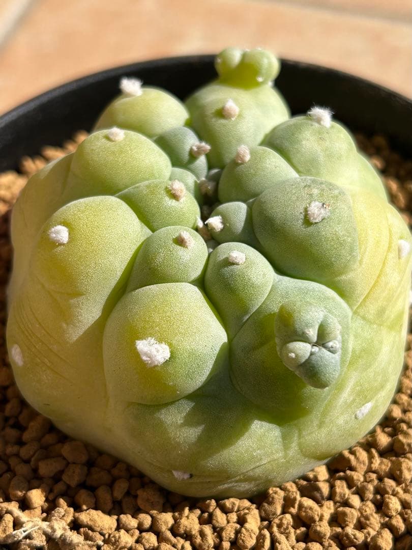 ニコチュー　ロフォフォラ　疣銀冠玉錦　超美株