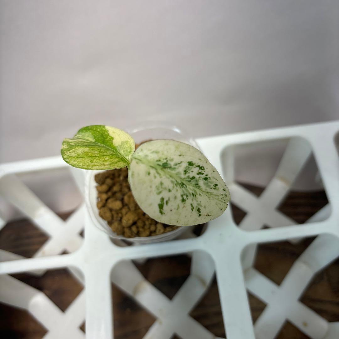 桃*郎様 5株セットms72【特別選抜】ホワイトモンスター／天津蘭 モンステラ斑