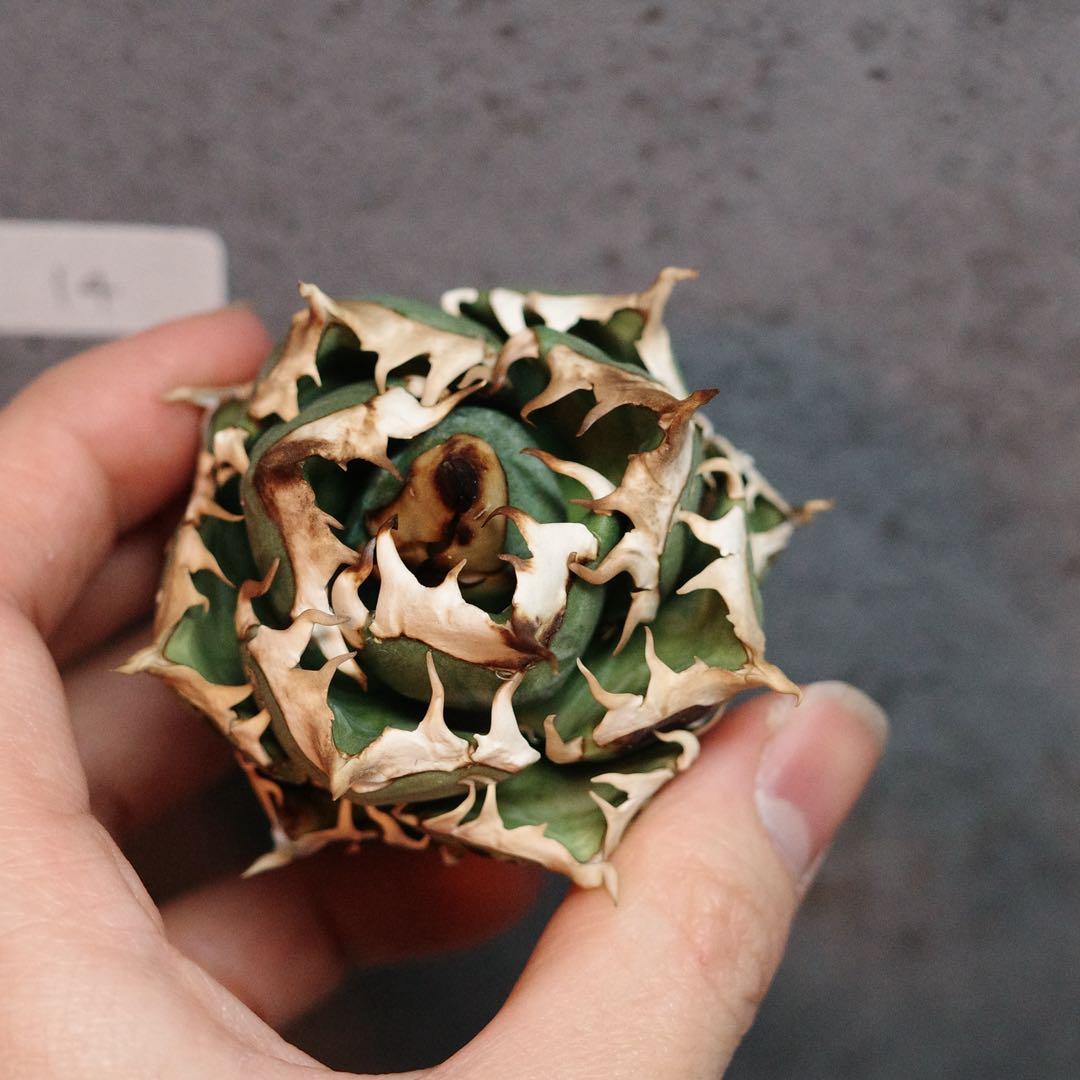 アガベ　チタノタ　オテロイ　赤猫　ゴリ猫　ボールタイプ　14