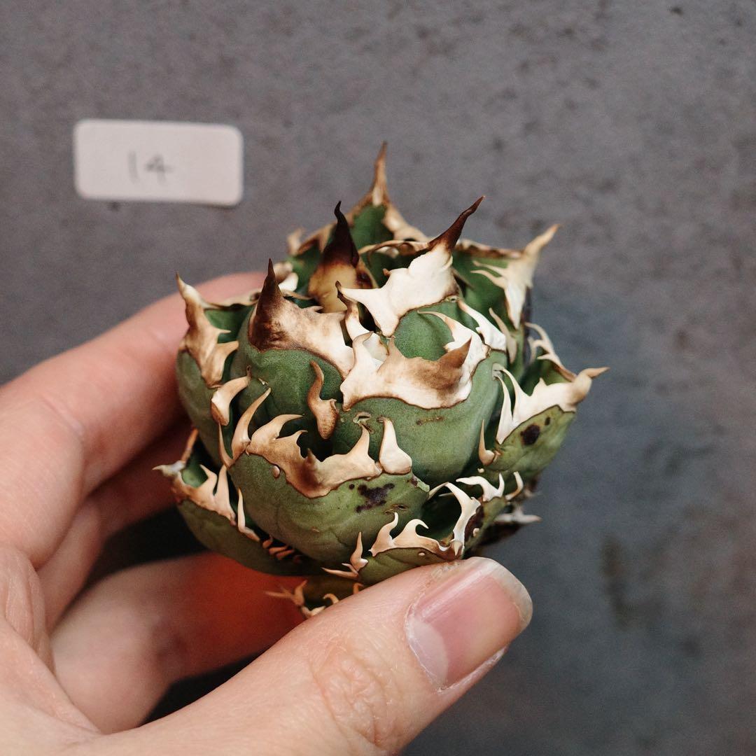 アガベ　チタノタ　オテロイ　赤猫　ゴリ猫　ボールタイプ　14