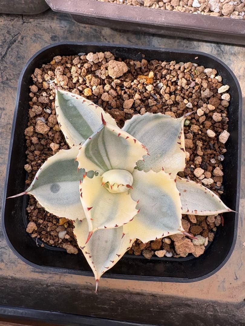 レア　アルビノ　兜蟹　アガベ