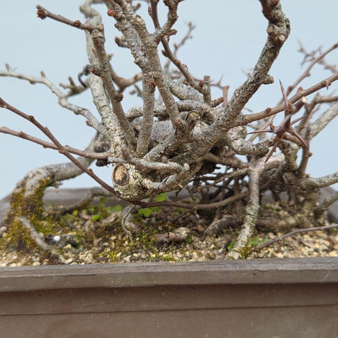 長寿梅　[根上がり赤花]　貴風盆栽