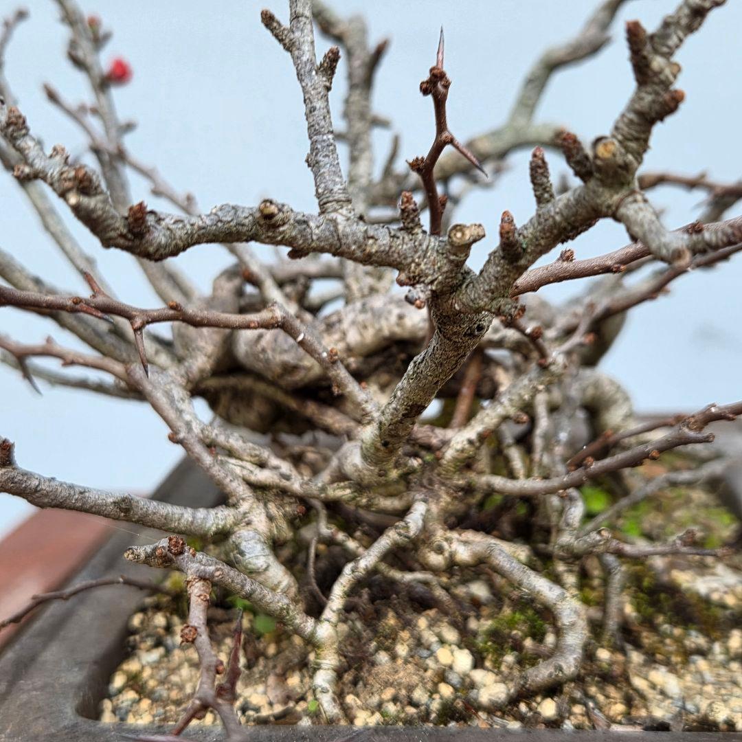 長寿梅　[根上がり赤花]　貴風盆栽