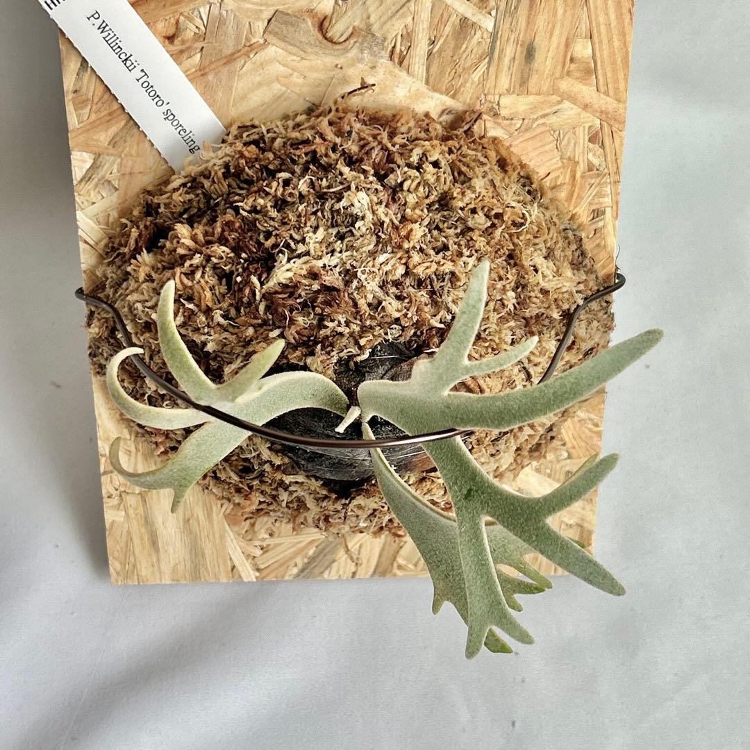 P. Willinckii Totoro' （spore）【58】