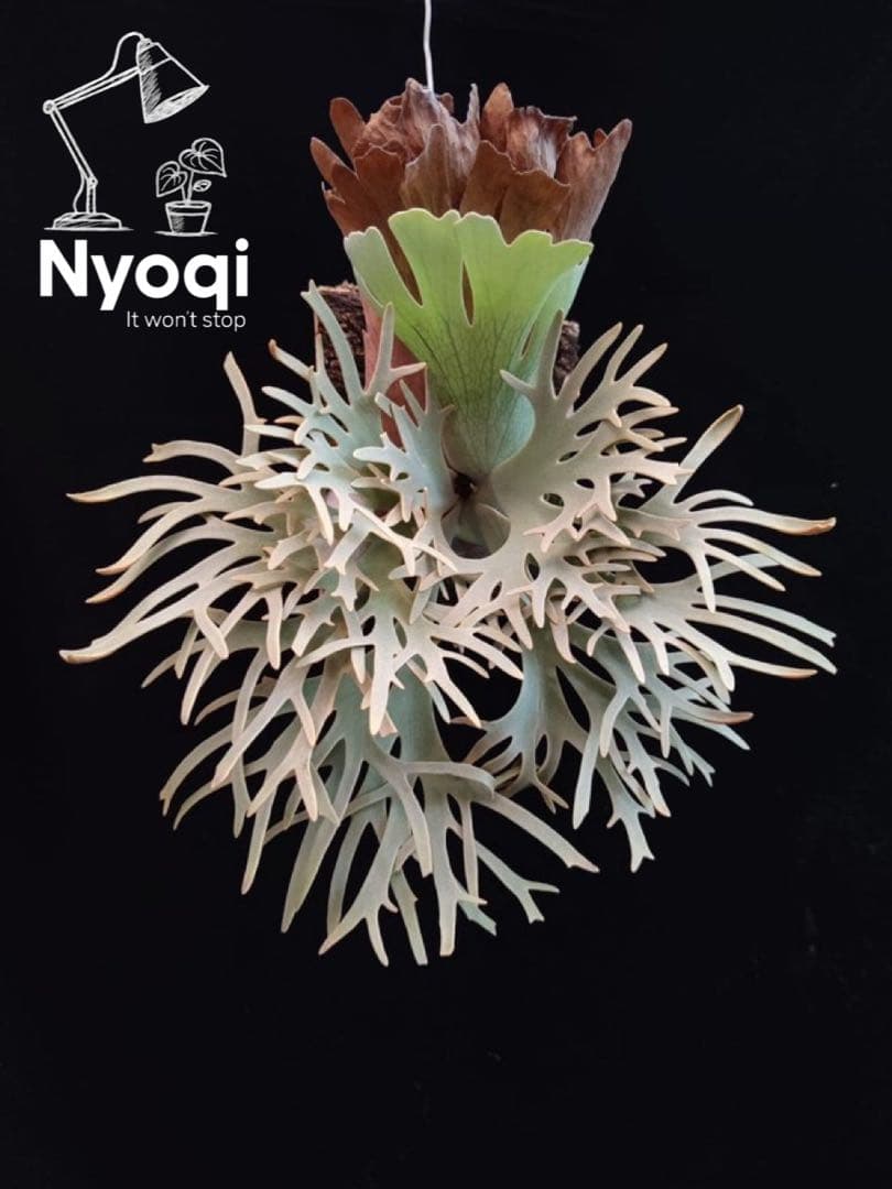 P. Willinckii Totoro' （spore）【58】