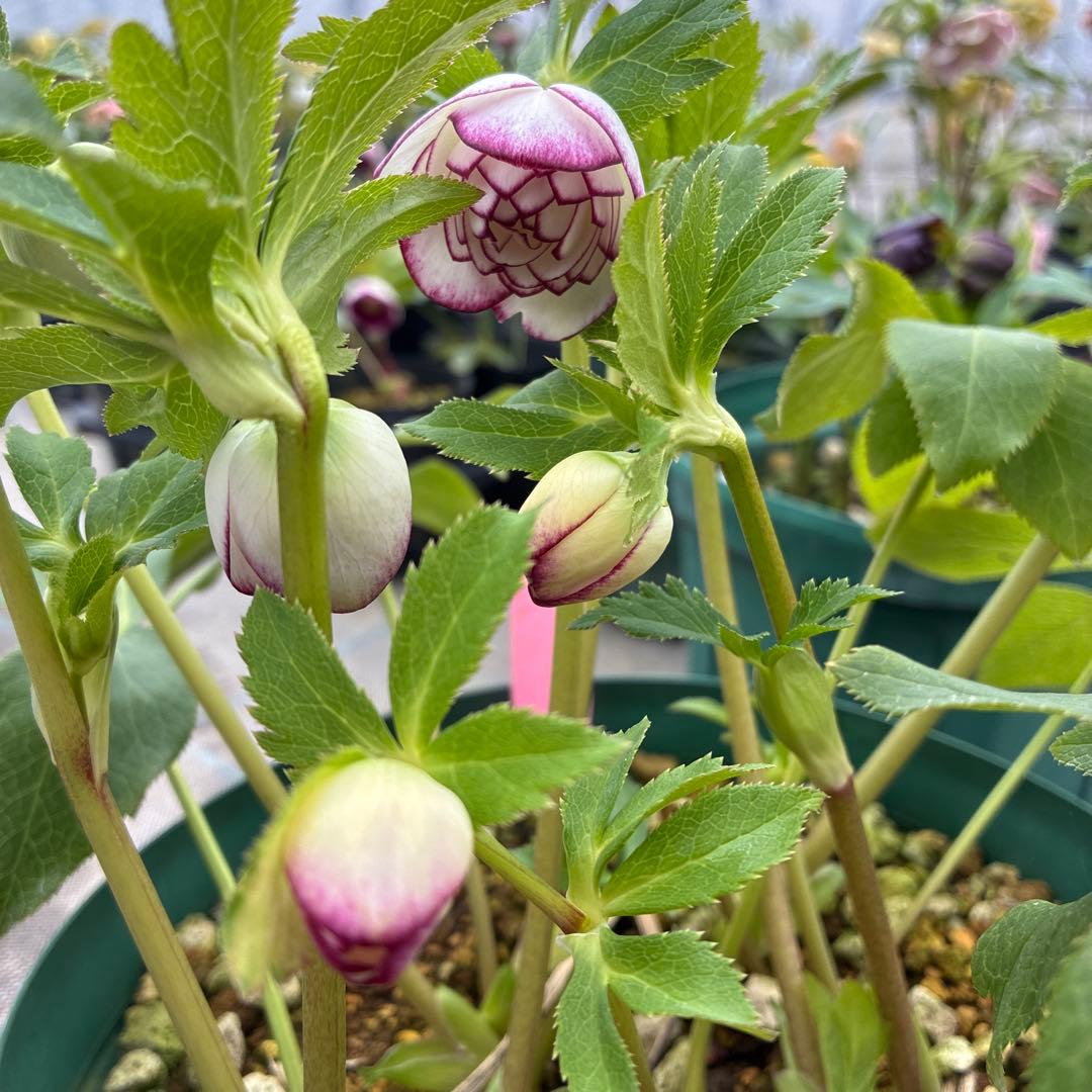 クリスマスローズ　太ピコティ　小輪　木口交配　実生　７寸 大株