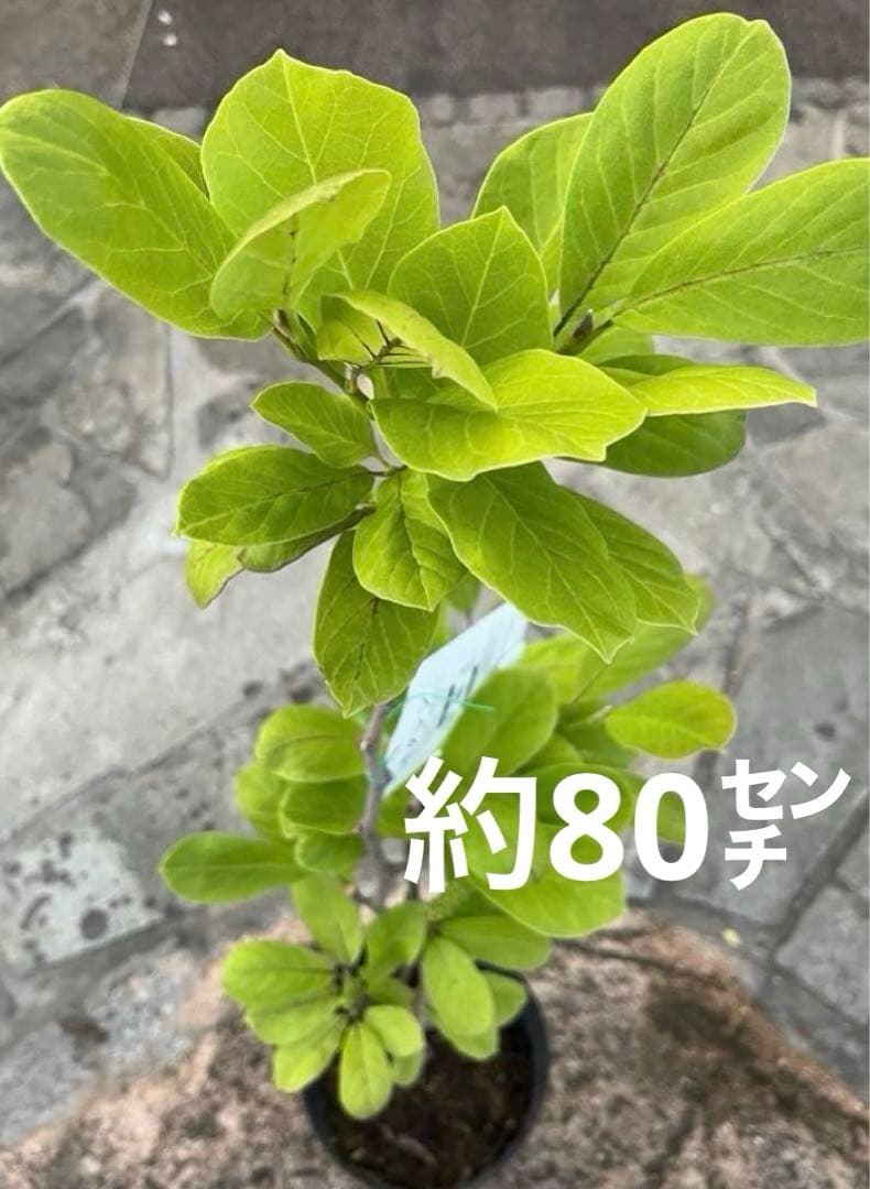 (はく)モクレン 苗木 マグノリア 白木蓮 華やかな芳香 約80㌢ 宅急便