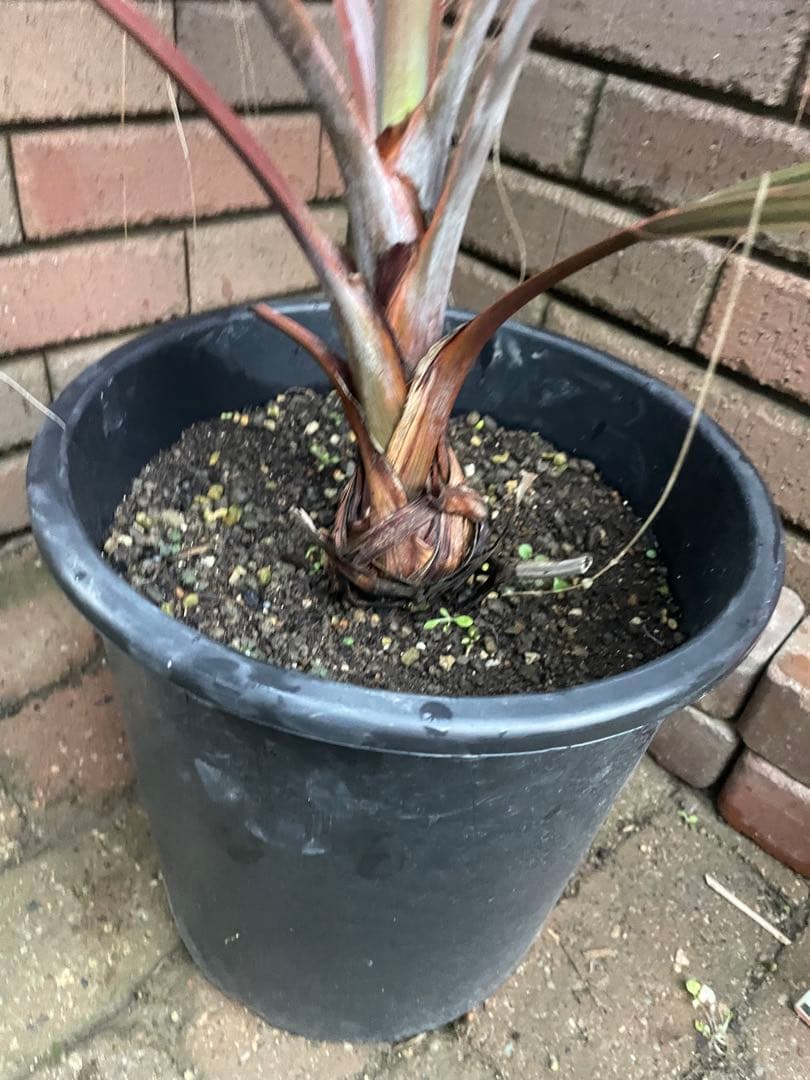 ビスマルキア　か