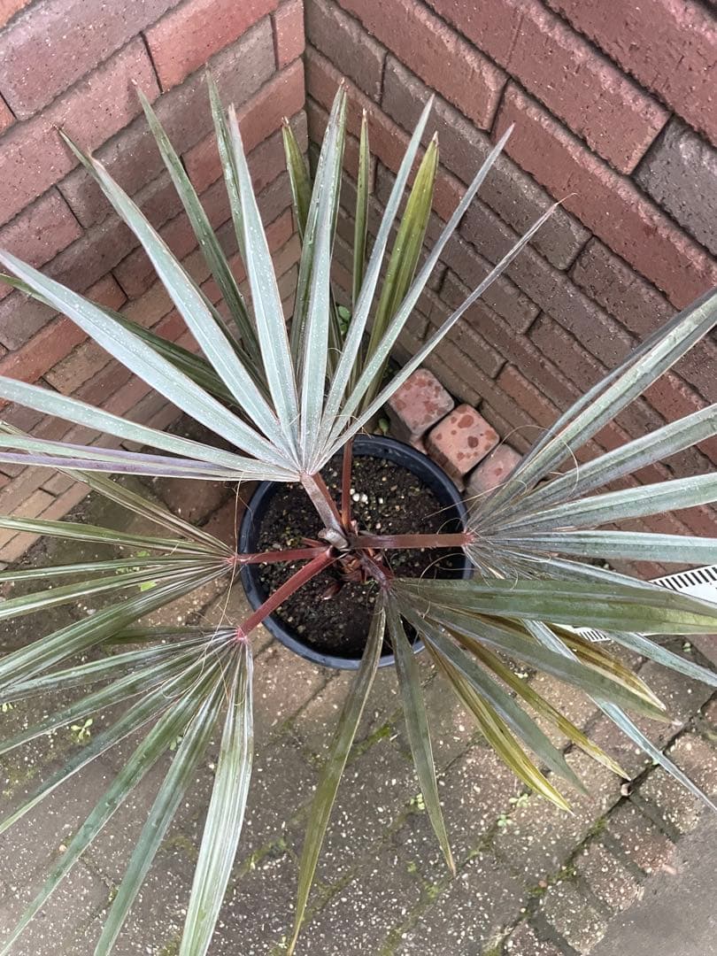 ビスマルキア　か