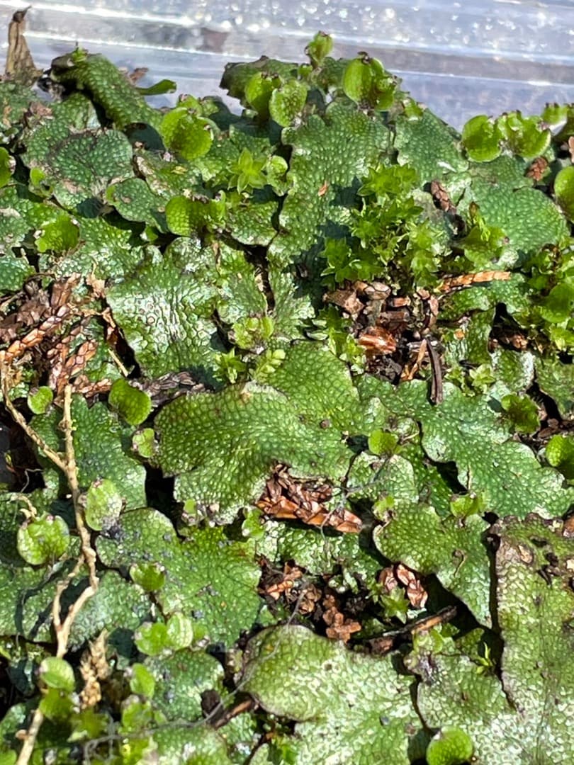 ジャゴケ(蛇苔)  　リクエスト用ページ　イモリウム　アクアリウム　観賞用天然苔