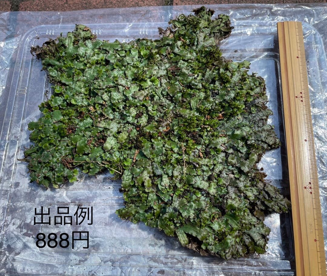 ジャゴケ(蛇苔)  　リクエスト用ページ　イモリウム　アクアリウム　観賞用天然苔