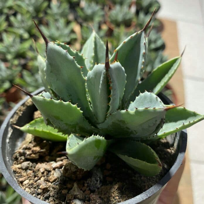 60株多肉植物 アガベ　ポタトラム　キュービック