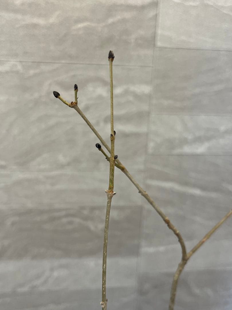 山採り天然　アオダモ　4本株立ち