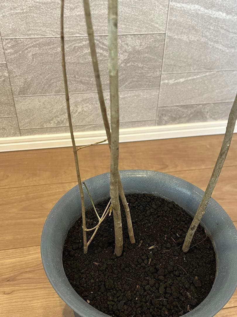 山採り天然　アオダモ　4本株立ち