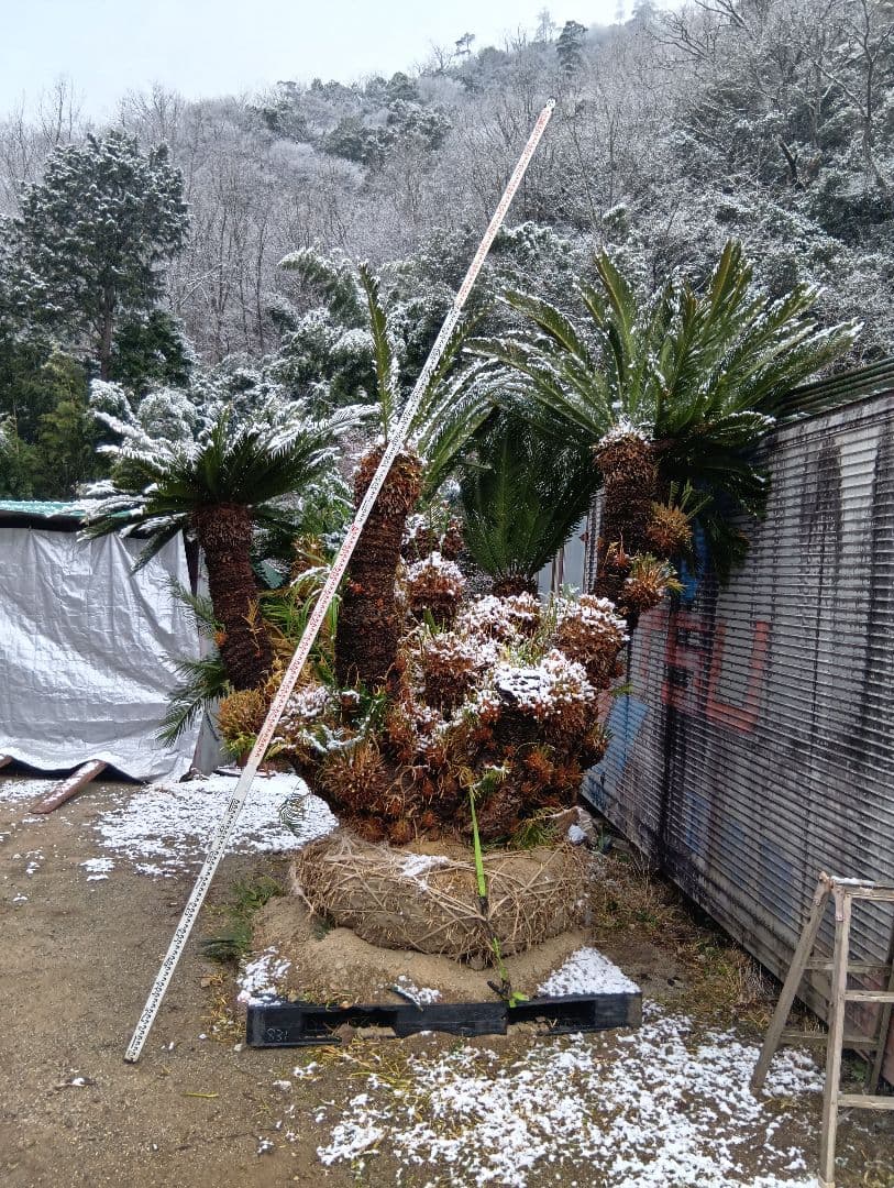 ソテツ（超巨大サイズ株立ち）