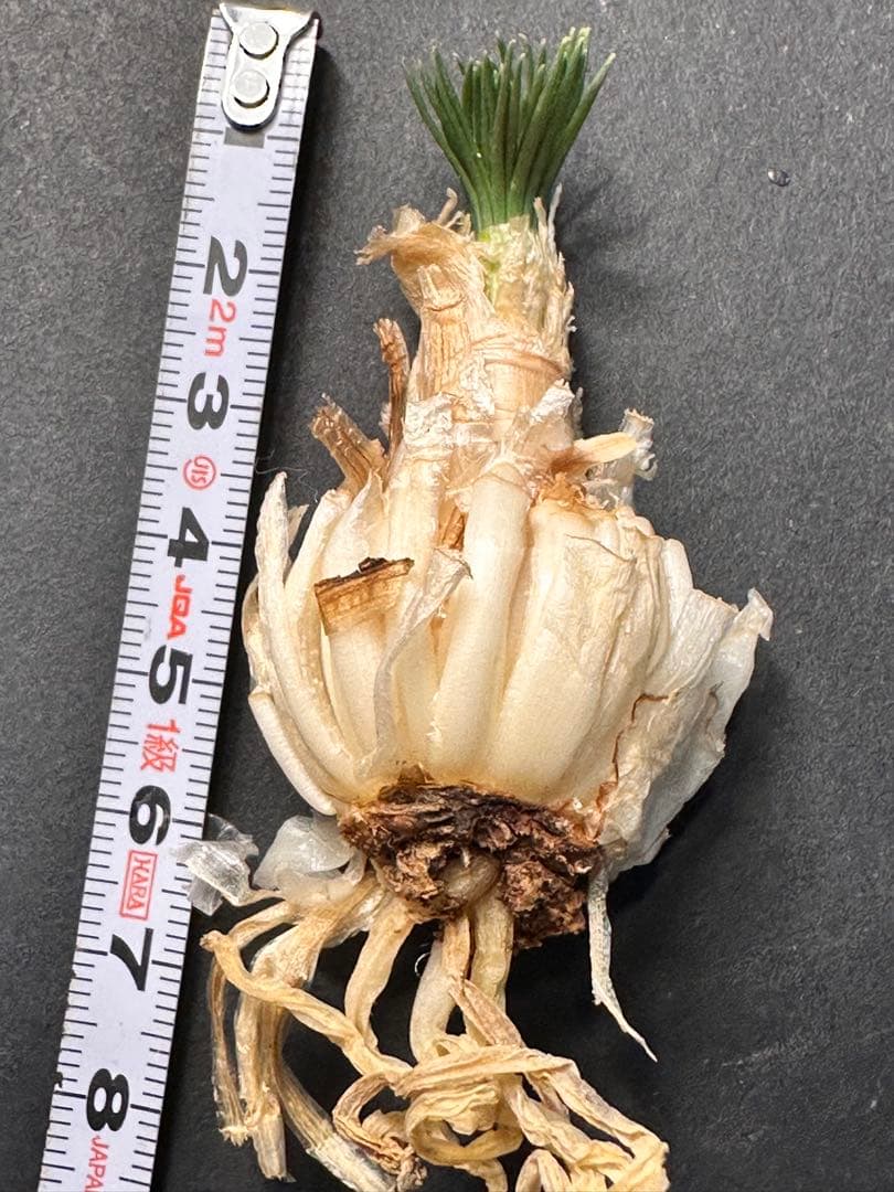 517珍奇植物ゲチリス ナマクエンシス ケープバルブ 南アフリカ原産 希少現地株