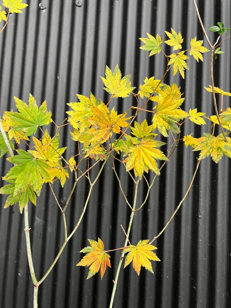 山採り　コハウチワカエデ　バイカツツジ　混合株