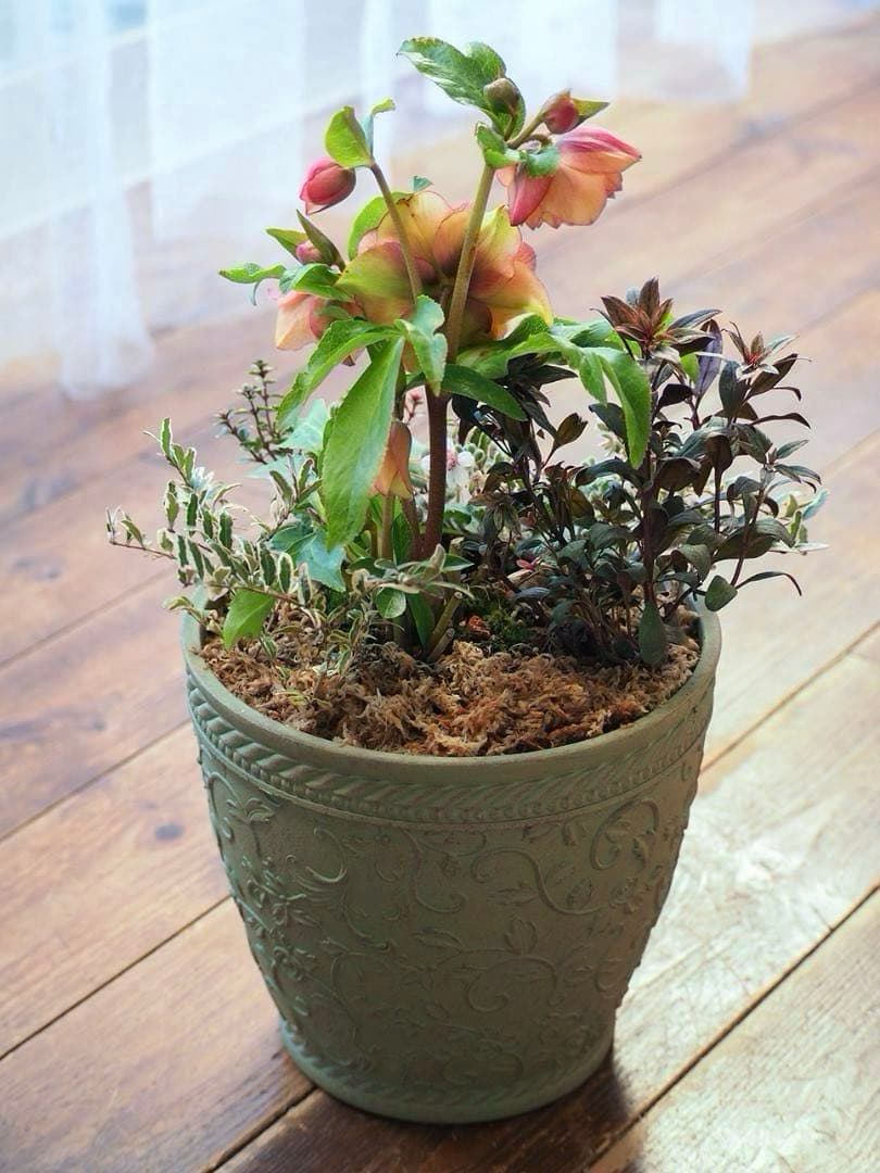 【お値引品】ウィンターシンフォニー寄せ植え