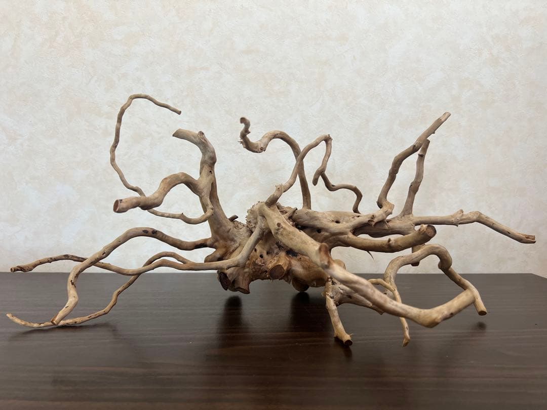 63001 ブランチウッド　流木　アクアリウム　沈水確認済