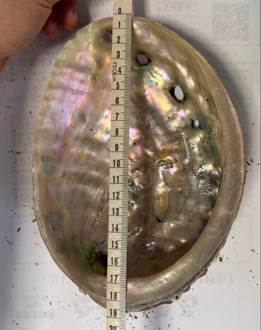 あわび　貝殻　約20×15㎝