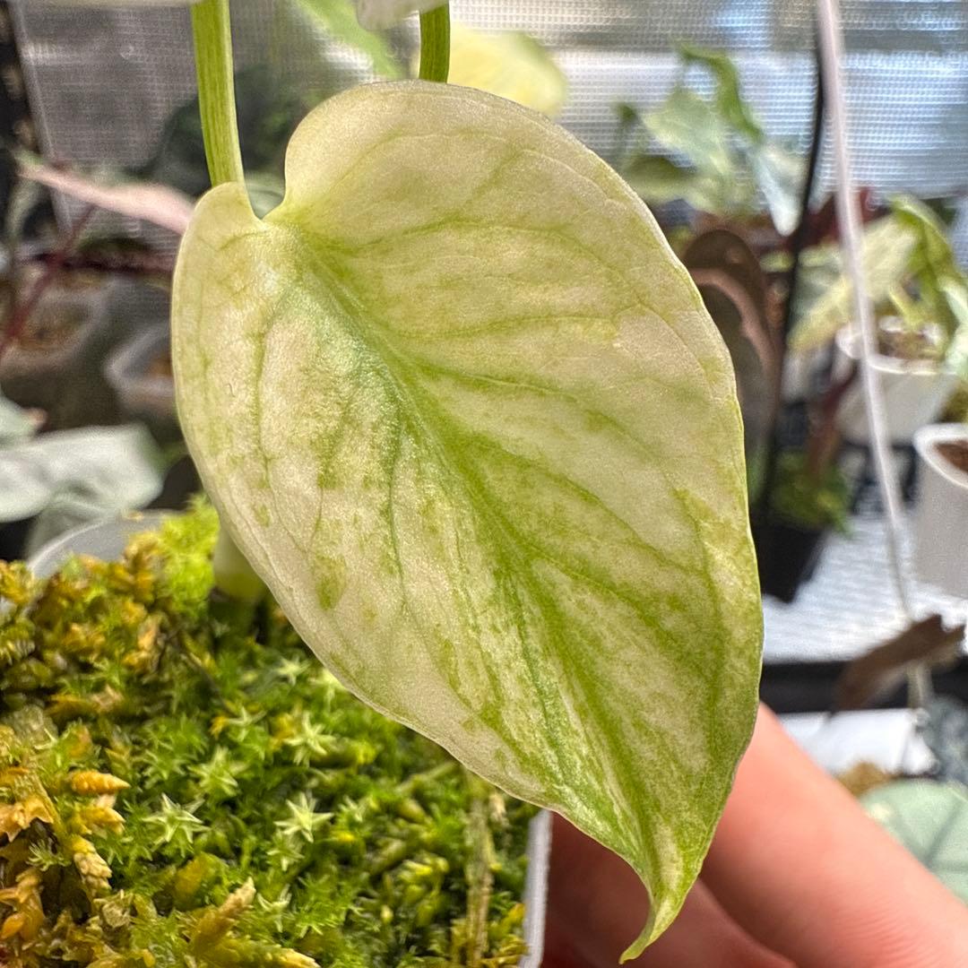 我*成様 極上 モンステラ デリシオーサ ミント
