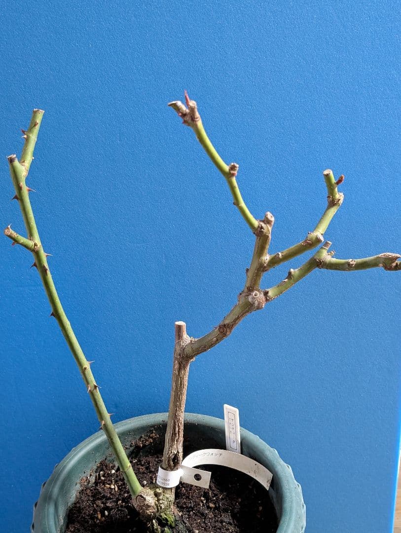 専用★薔薇：藤色のロゼット咲き【アンティークウ◯◯〇】大苗～中苗程度他1品種