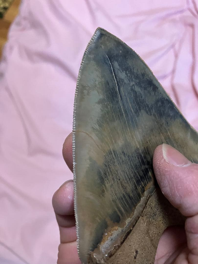 メガロドン　歯　化石