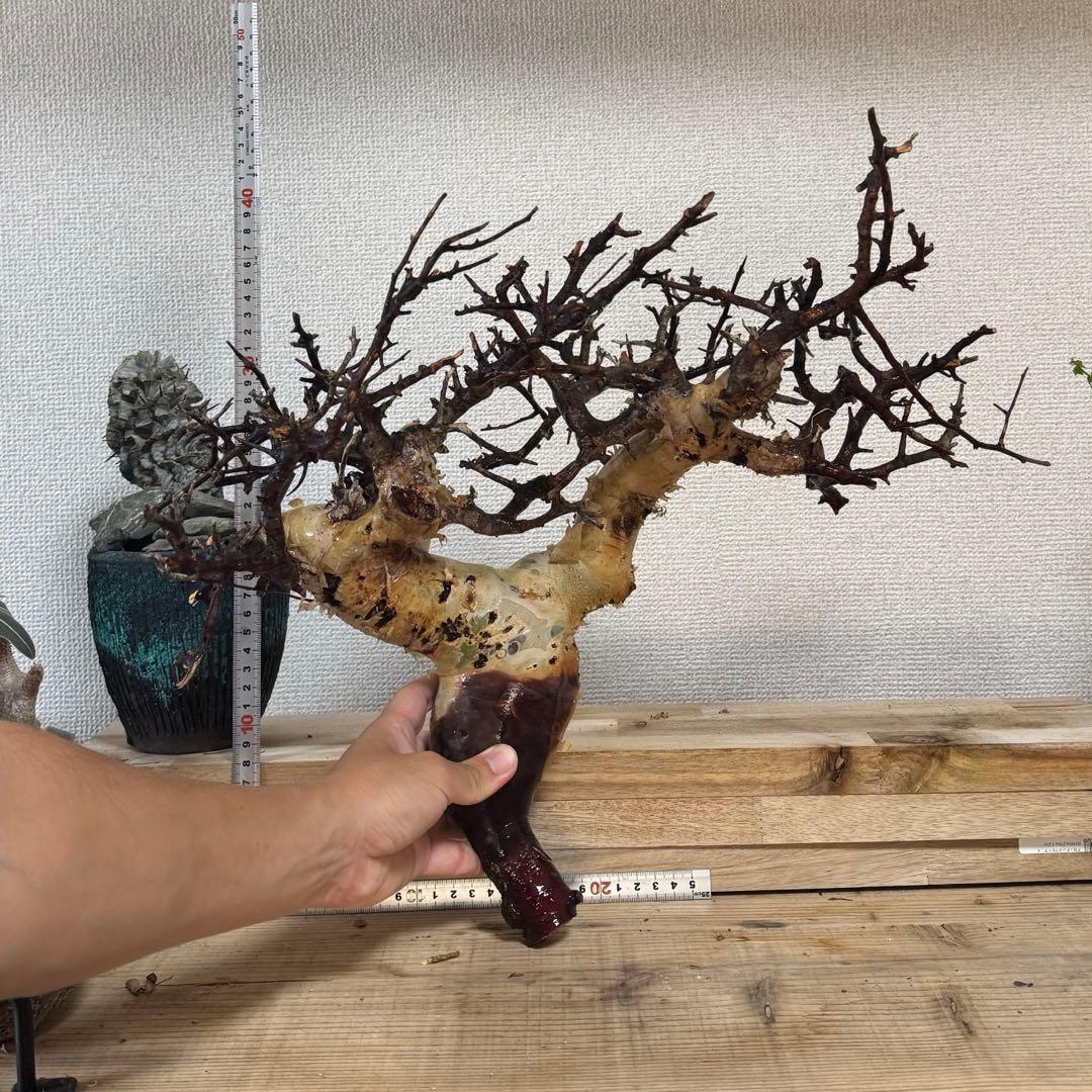 K71 コミフォラ ピュア カタフ ソマリア 現地株 新着 下処理済み