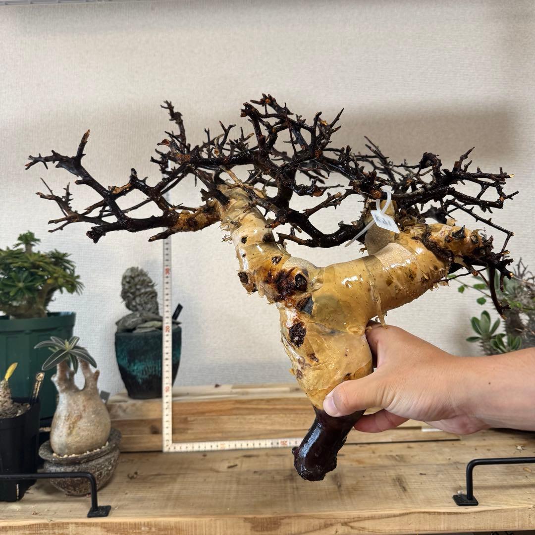 K71 コミフォラ ピュア カタフ ソマリア 現地株 新着 下処理済み